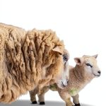 Storey Publishing Food Animals Guide Kindle Reprint 367‑Page-0